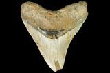 Bargain, Fossil Megalodon Tooth - North Carolina #108966-1